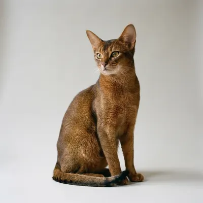 Abyssinian
