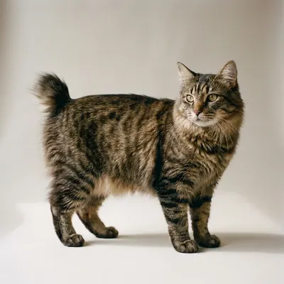 American Bobtail