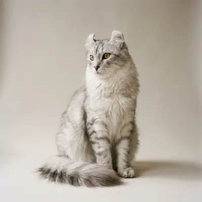 American Curl