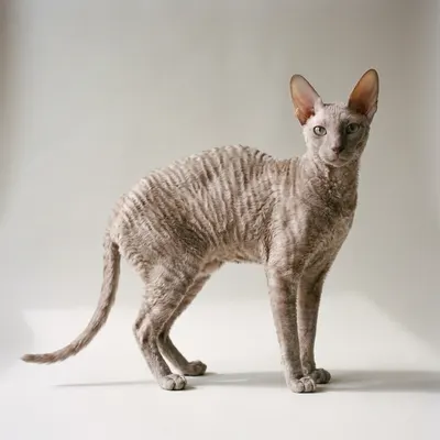Cornish Rex