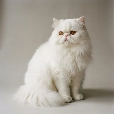 Persian
