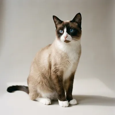 Snowshoe